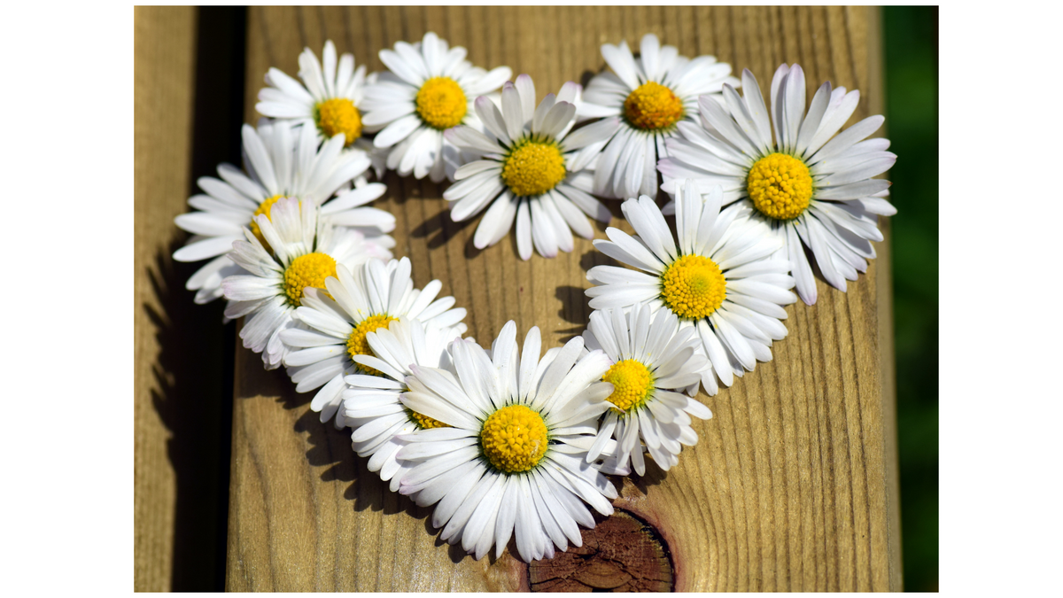 Love & Friendship